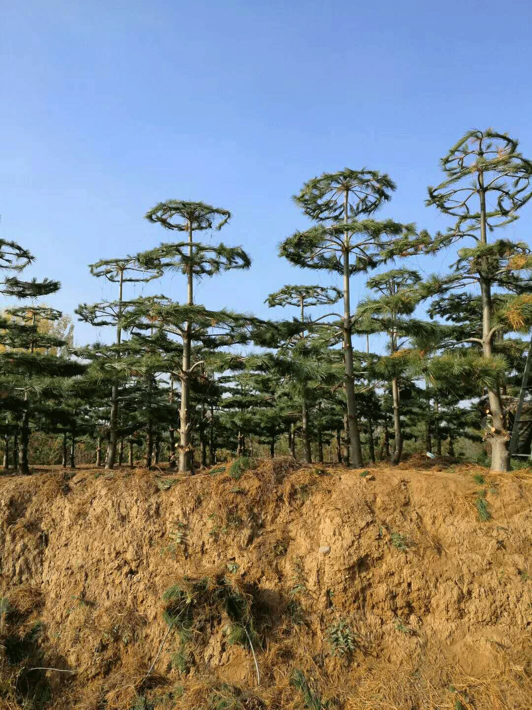 造型华山松